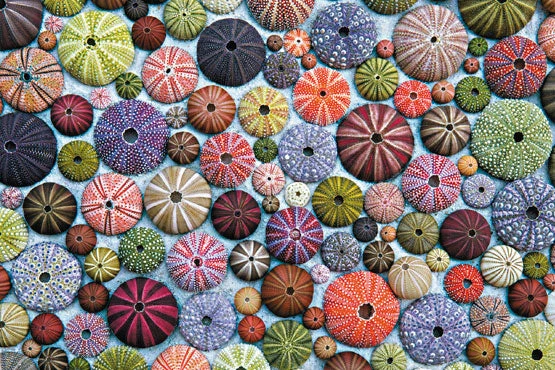 PFG Sea Urchins (Usage/Used - PUZZLES FOR GOOD)