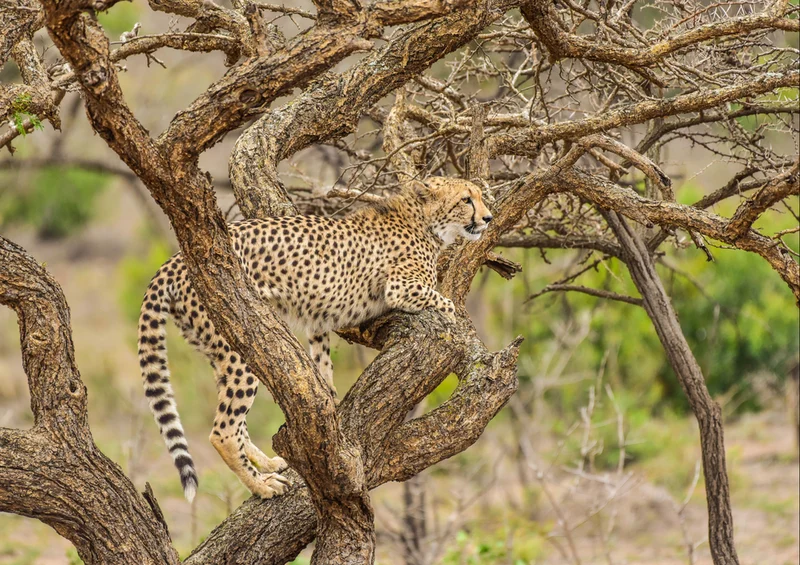 83801 Tierwelt - Gepard Puzzle