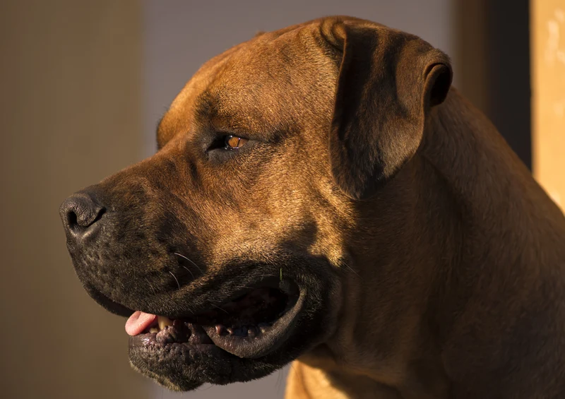 83806 Tierwelt - Boerboel Puzzle