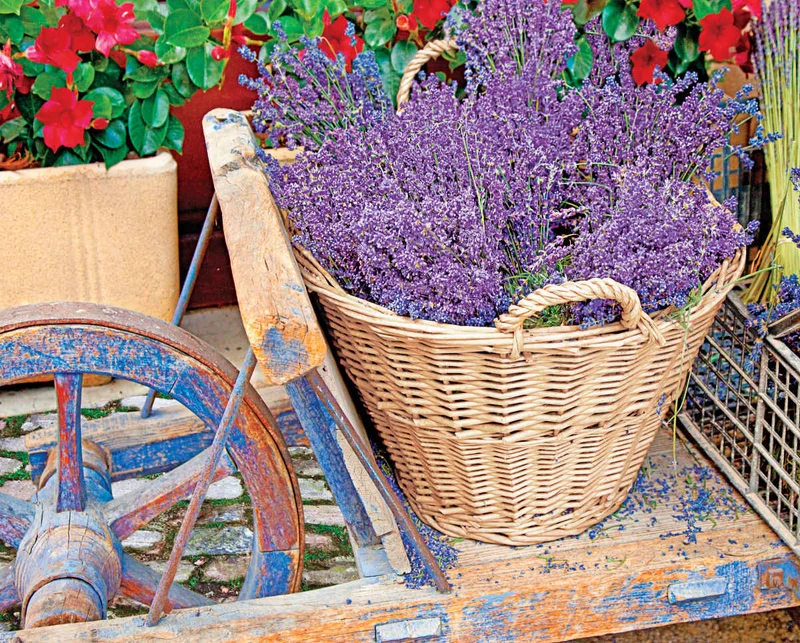 PFG Basket of Lavender, Brian Jannsen (1000pcs) (Usage/Used - PUZZLES FOR GOOD)