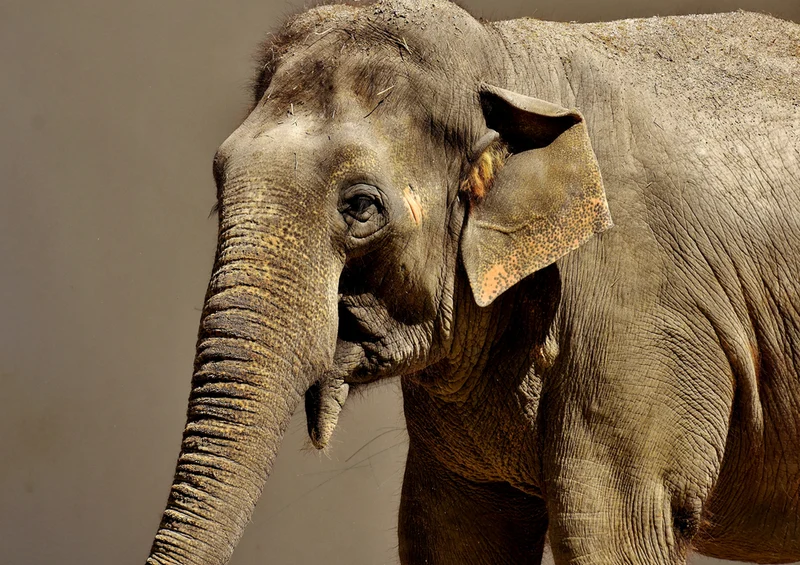 84404 Natur - Elefant Puzzle