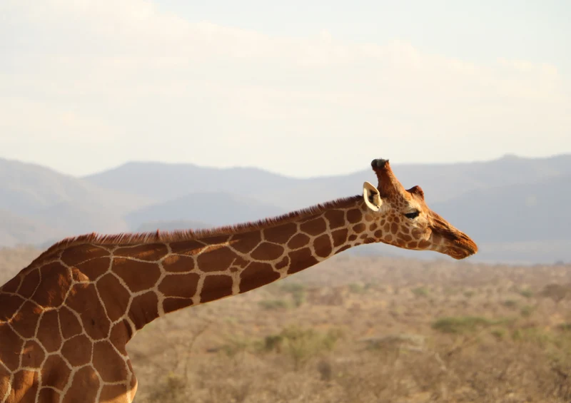 84408 Natur - Giraffe Puzzle