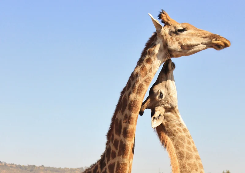 84221 Natur - Giraffe Puzzle