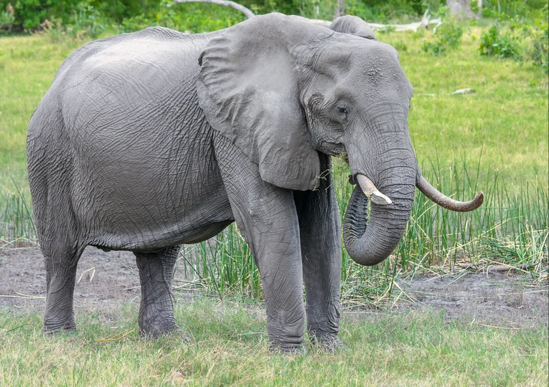 84442 Natur - Elefant Puzzle