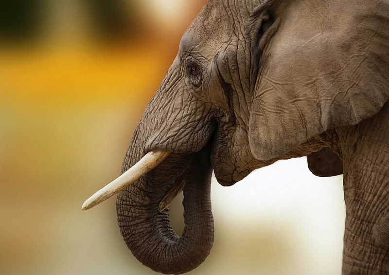 84452 Natur - Elefant Puzzle