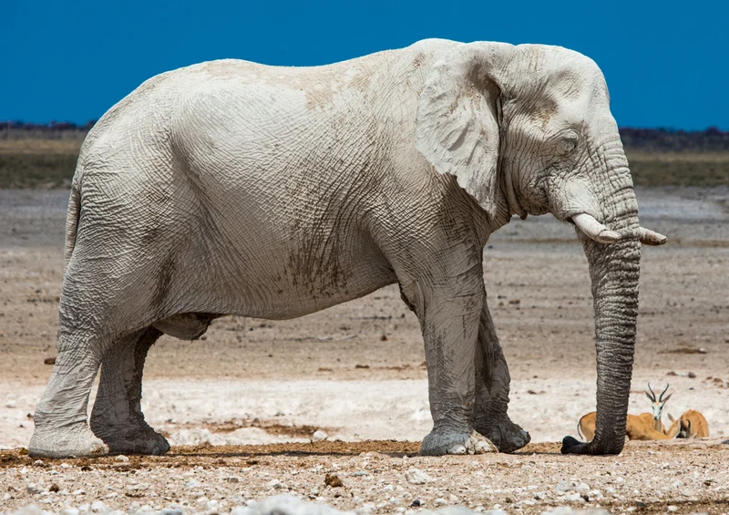 84474 Natur - Elefant Puzzle