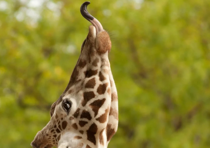 84224 Natur - Giraffe Puzzle