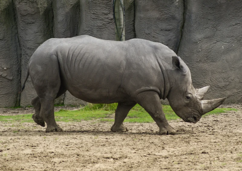 84230 Natur - Nashorn Puzzle