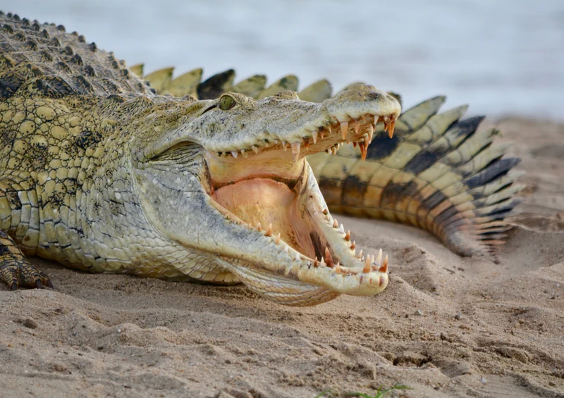 84233 Natur - Krokodil Puzzle