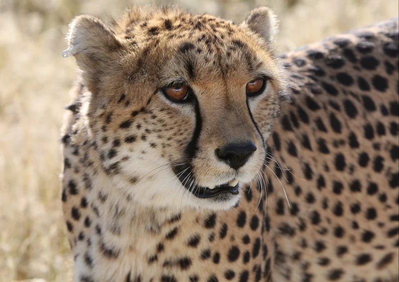 84240 Natur - Gepard Puzzle