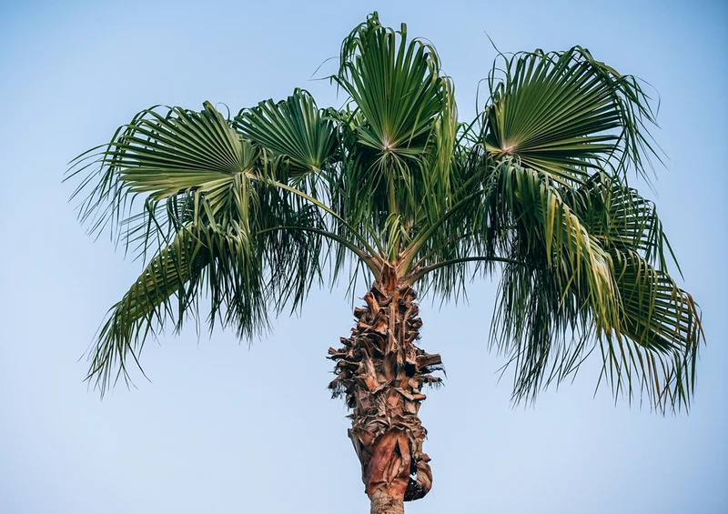 76366 Natur - Palme Puzzle