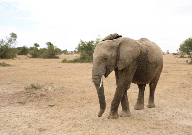 84027 Natur - Elefant Puzzle