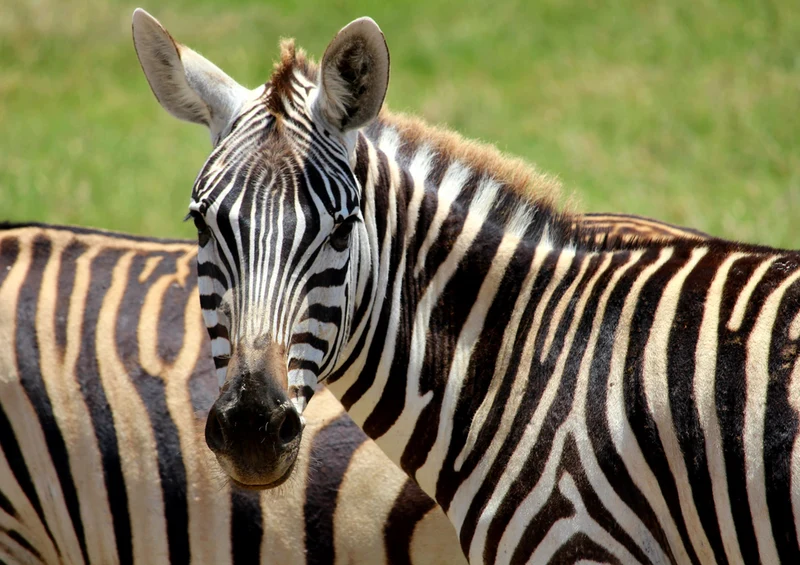 84492 Natur - Zebra Puzzle