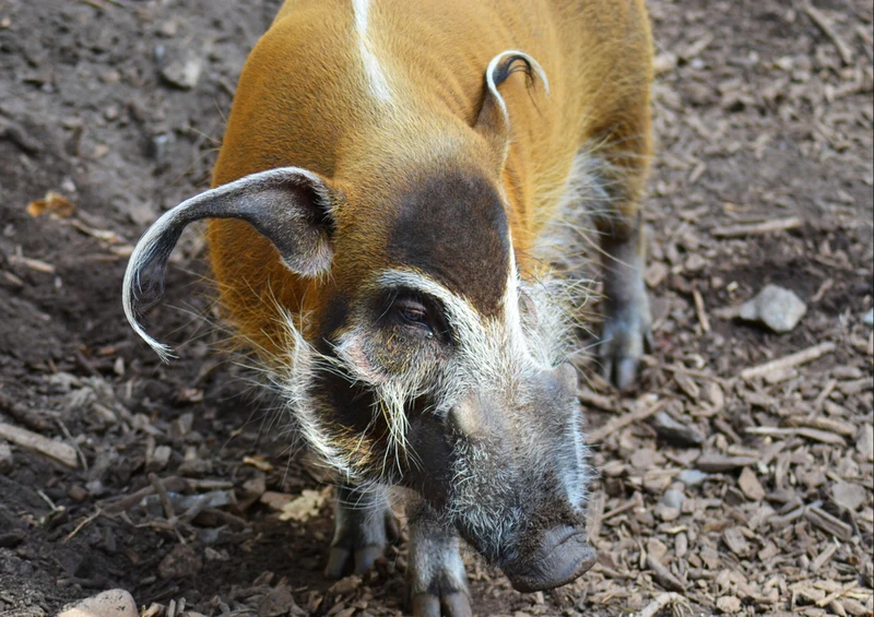 84506 Natur - Schwein Puzzle
