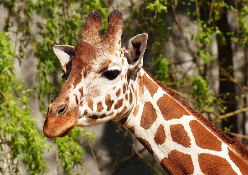 84521 Natur - Giraffe Puzzle