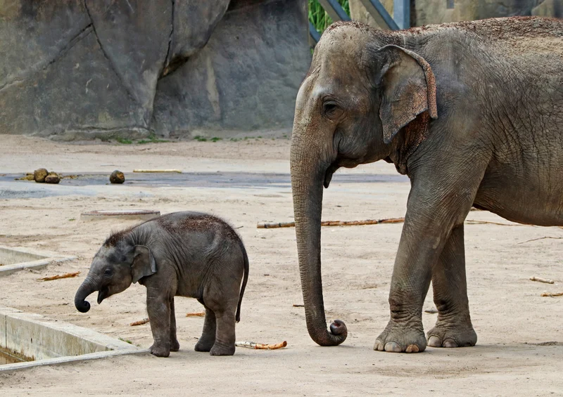 84268 Natur - Elefant Puzzle