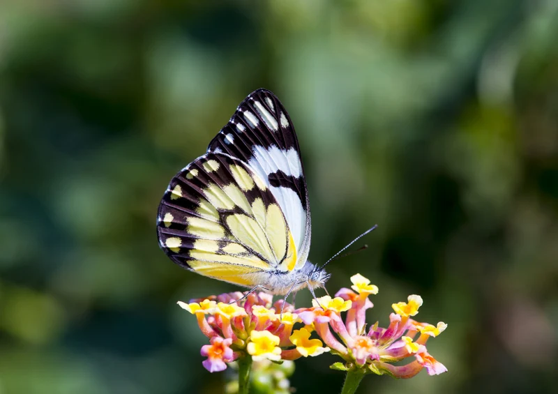 84297 Natur - Schmetterling Puzzle