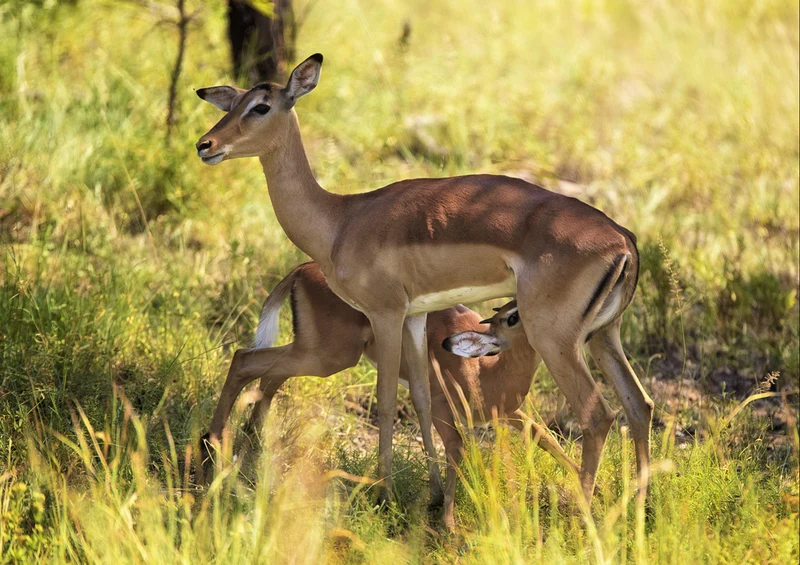 84301 Natur - Rehe Puzzle