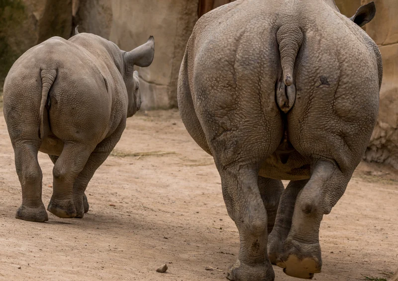76387 Tierwelt - Nashorn Puzzle