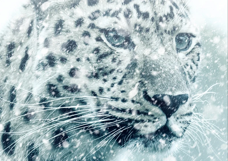 84046 Natur - Leopard Puzzle