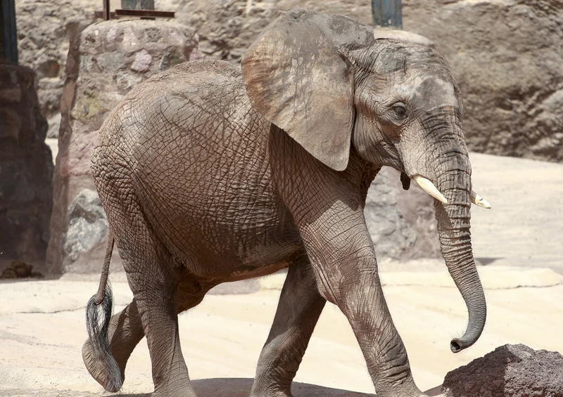 84055 Natur - Elefant Puzzle