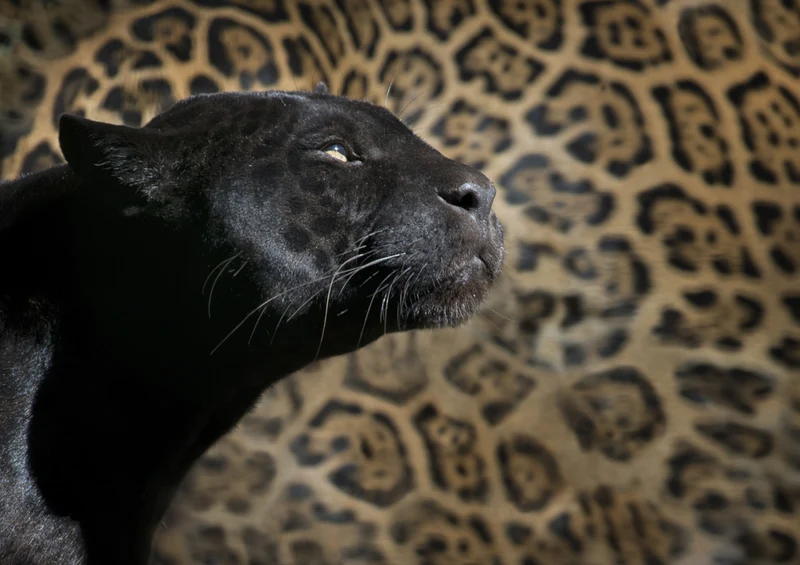 84076 Tierwelt - Panther Puzzle