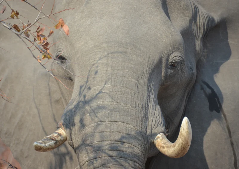 84529 Natur - Elefant Puzzle