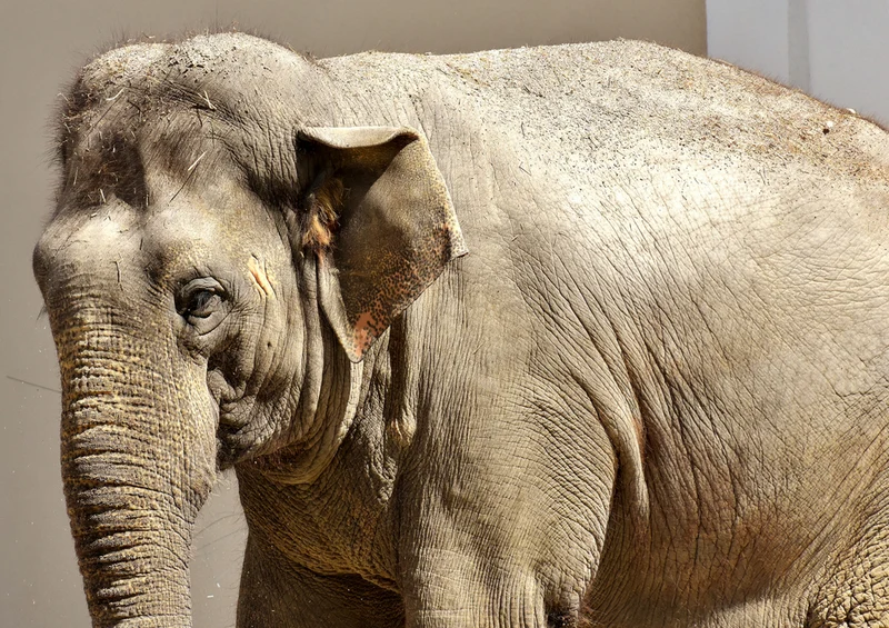 84545 Natur - Elefant Puzzle