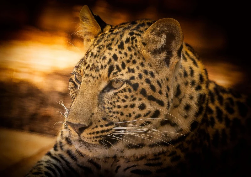 84555 Natur - Leopard Puzzle