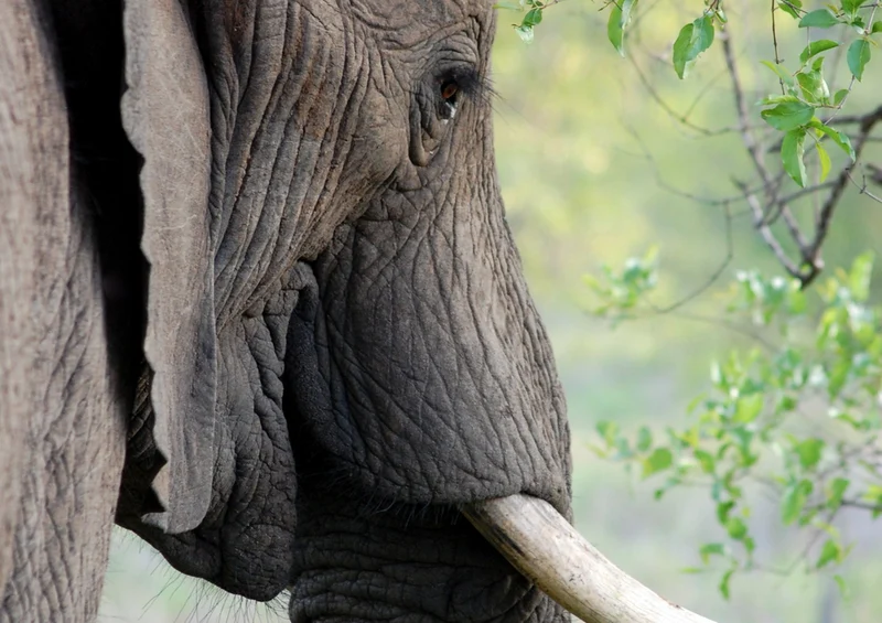85148 Natur - Elefant Puzzle
