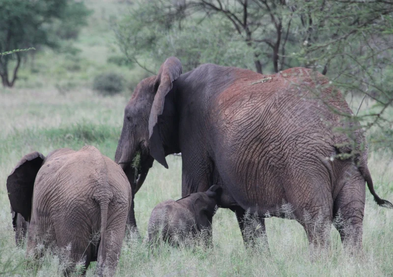 85151 Natur - Elefant Puzzle