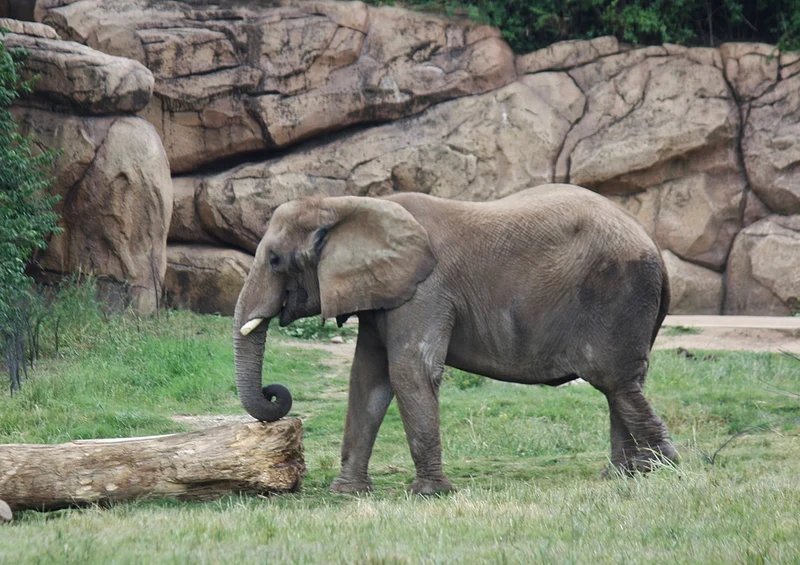 84905 Tierwelt - Elefant Puzzle