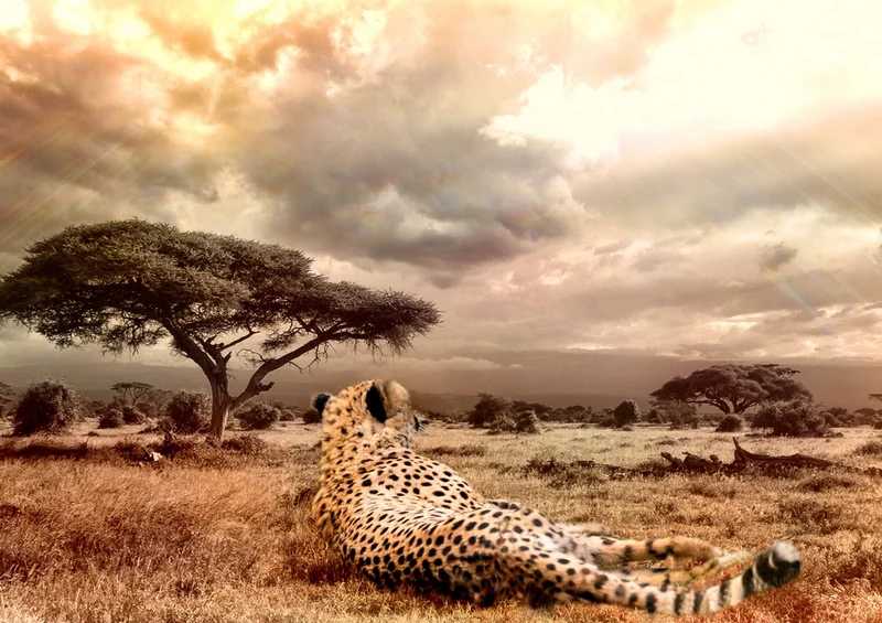 84574 Natur - Gepard Puzzle