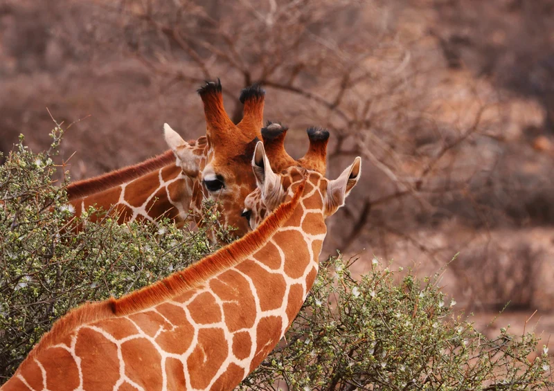 84581 Natur - Giraffen Puzzle