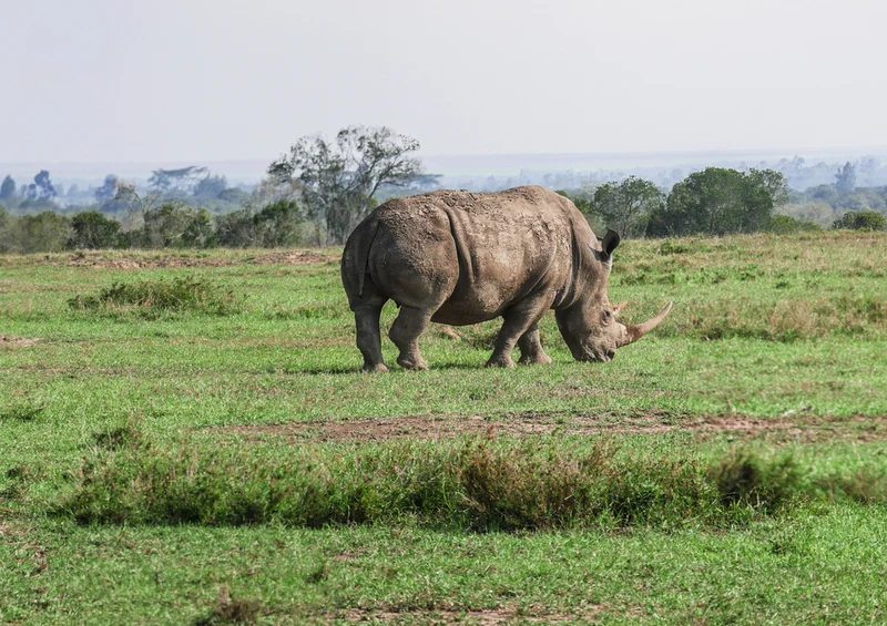84585 Natur - Nashorn Puzzle