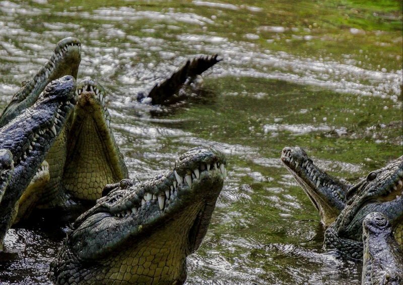 84710 Natur - Krokodil Puzzle