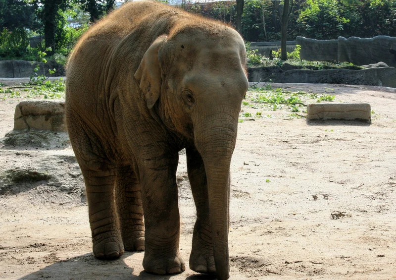 84910 Tierwelt - Junger Elefant Puzzle