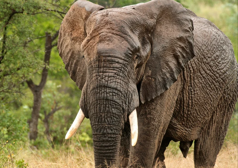 84726 Natur - Elefant Puzzle