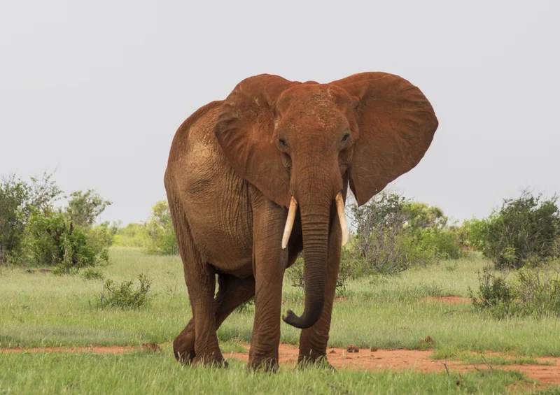 85205 Natur - Elefant Puzzle