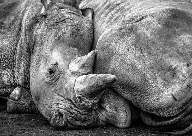 84873 Tierwelt - Nashorn Puzzle