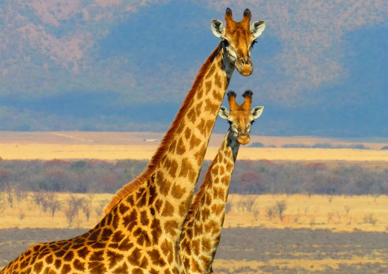 85172 Natur - Giraffen Puzzle