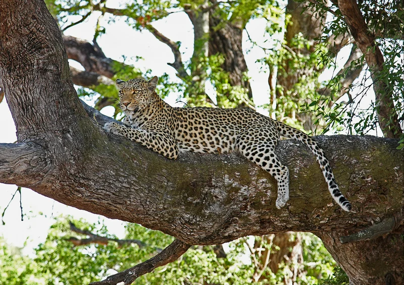 84742 Natur - Leopard Puzzle