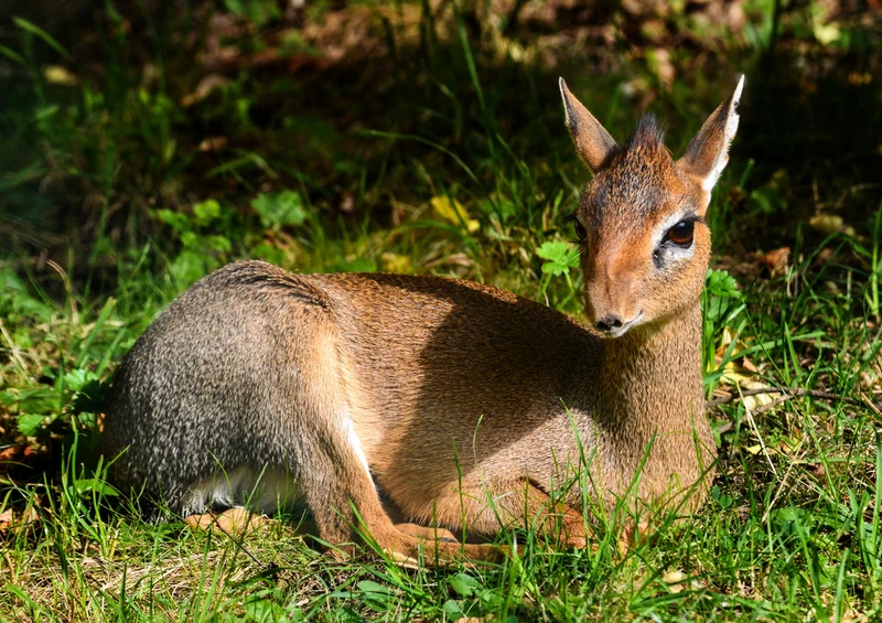 84745 Natur - Reh Puzzle