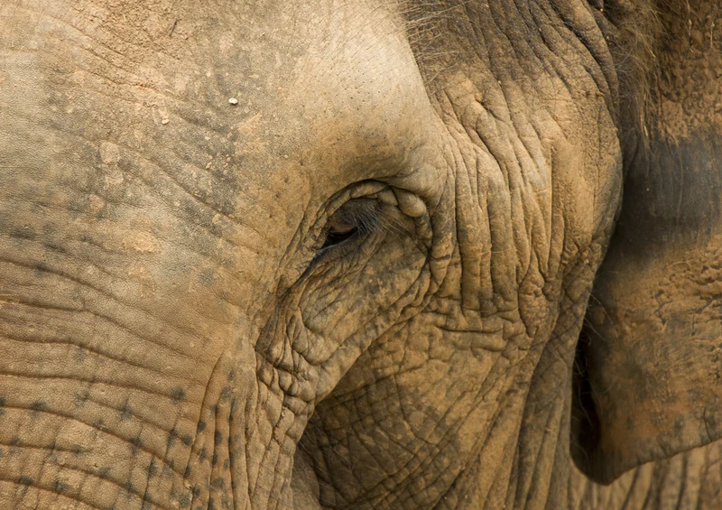 85230 Natur - Elefant Puzzle