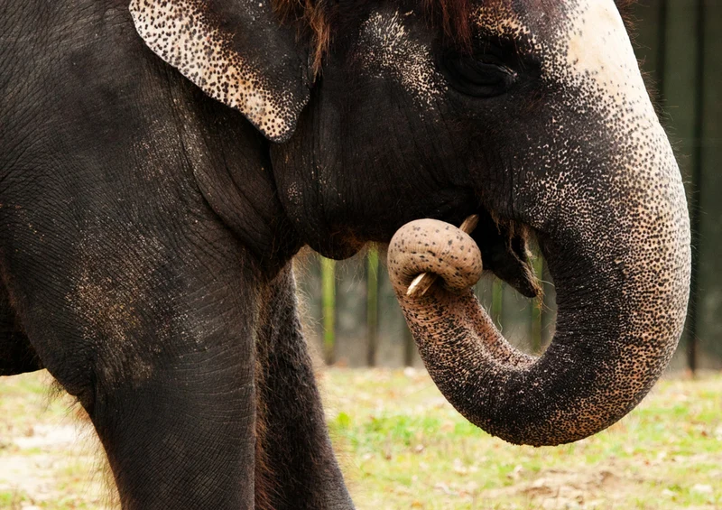 85181 Natur - Elefant Puzzle