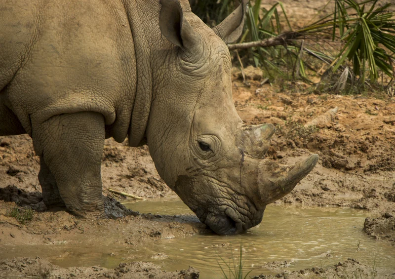 84918 Tierwelt - Nashorn Puzzle