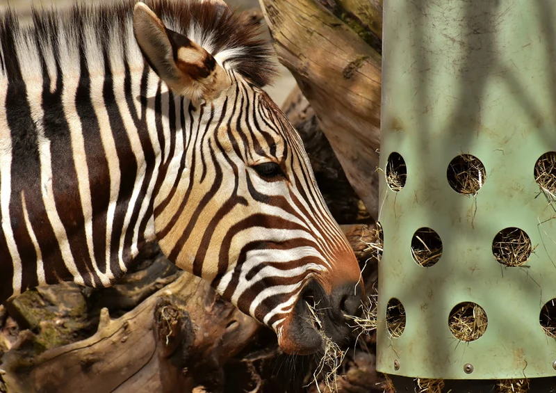 84923 Tierwelt - Zebra Puzzle