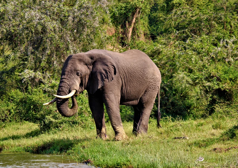 85186 Natur - Elefant Puzzle
