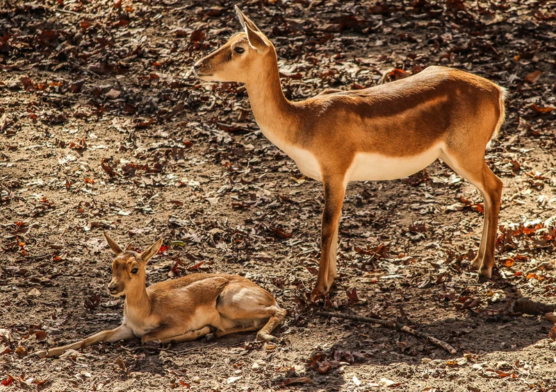 84762 Tierwelt - Antilope Puzzle
