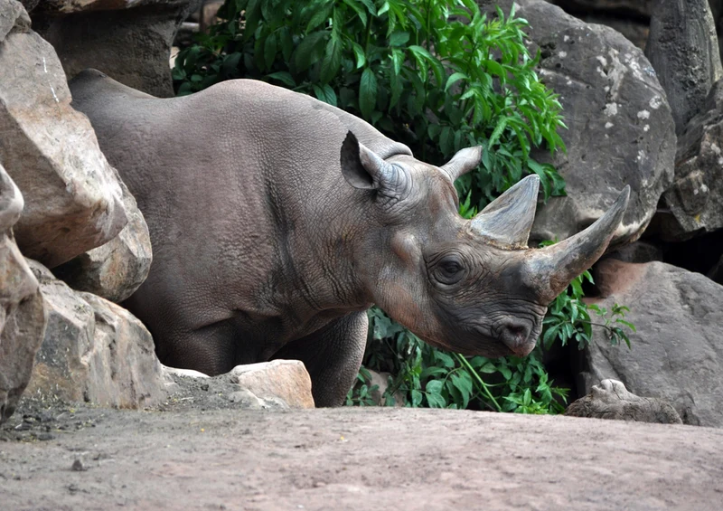84766 Tierwelt - Nashorn Puzzle